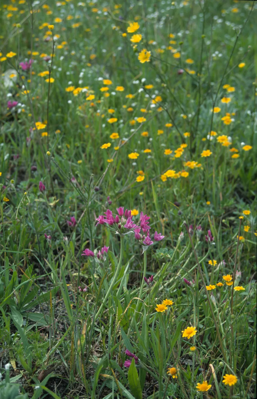 Allium crispum