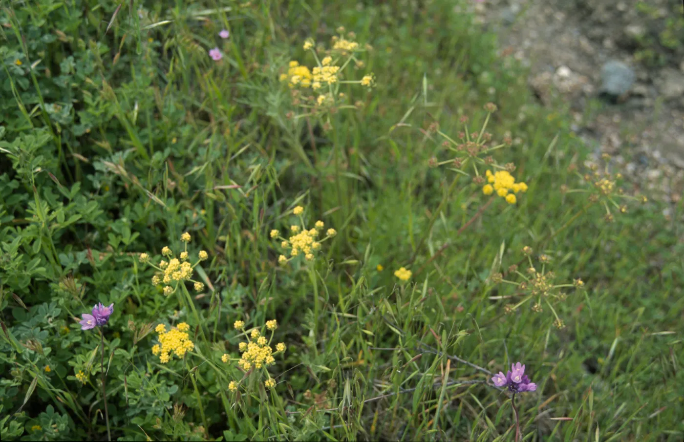 Lomatium