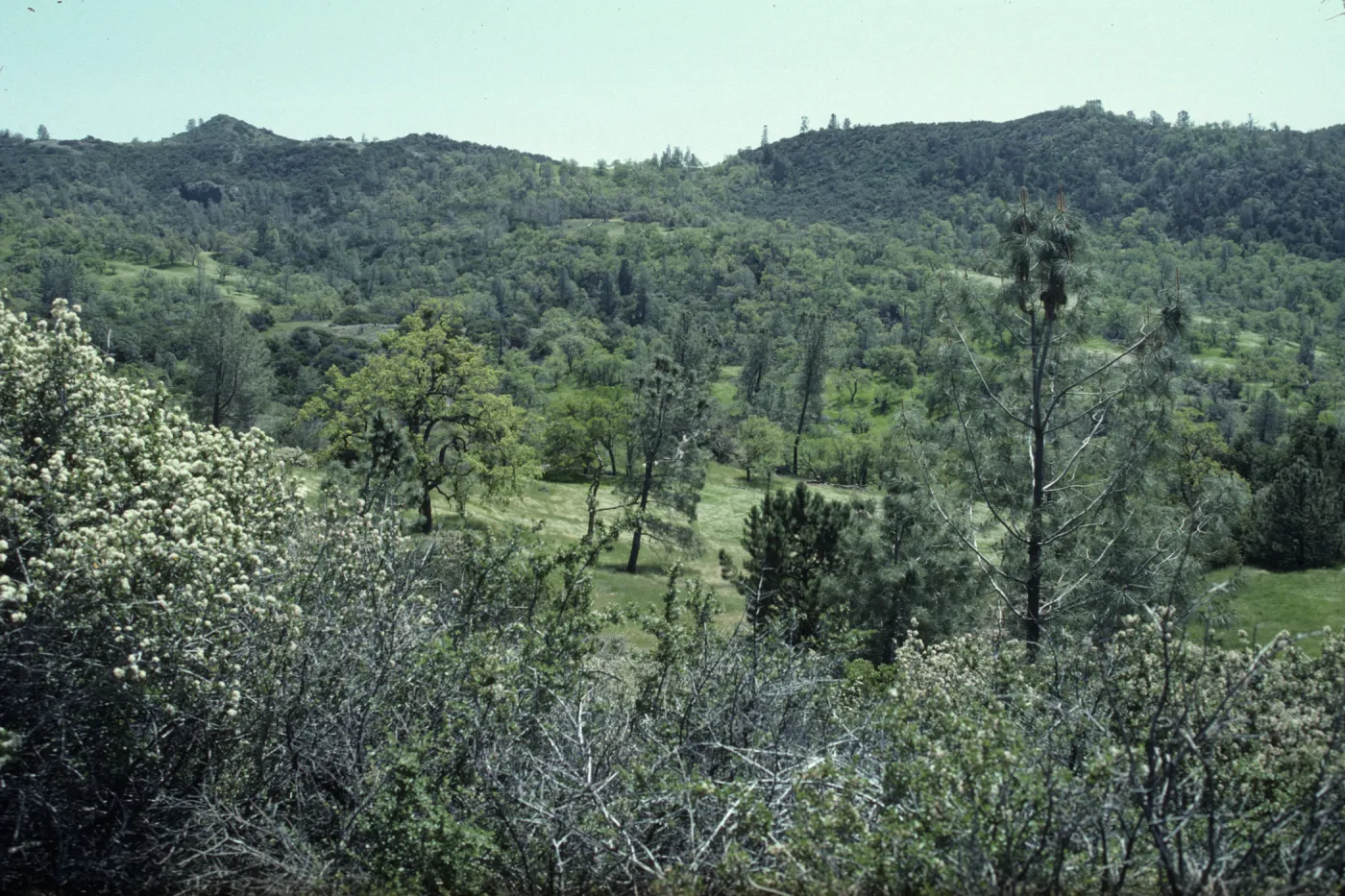 Foothill Woodland, Figueroa Mountain