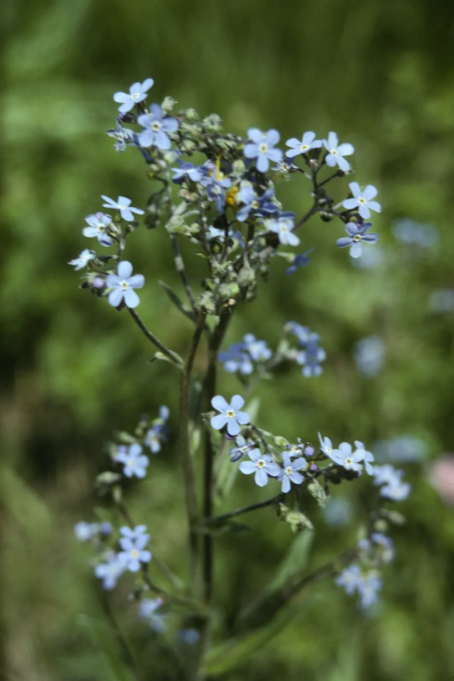 forget-me-not
