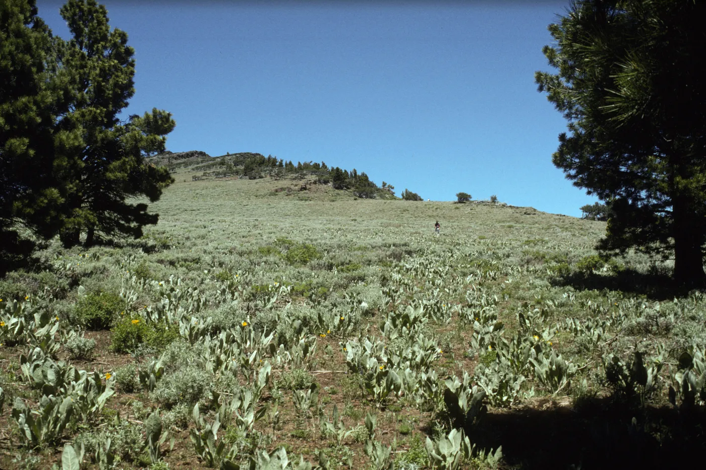 Warner Mountain, field of Wyethia