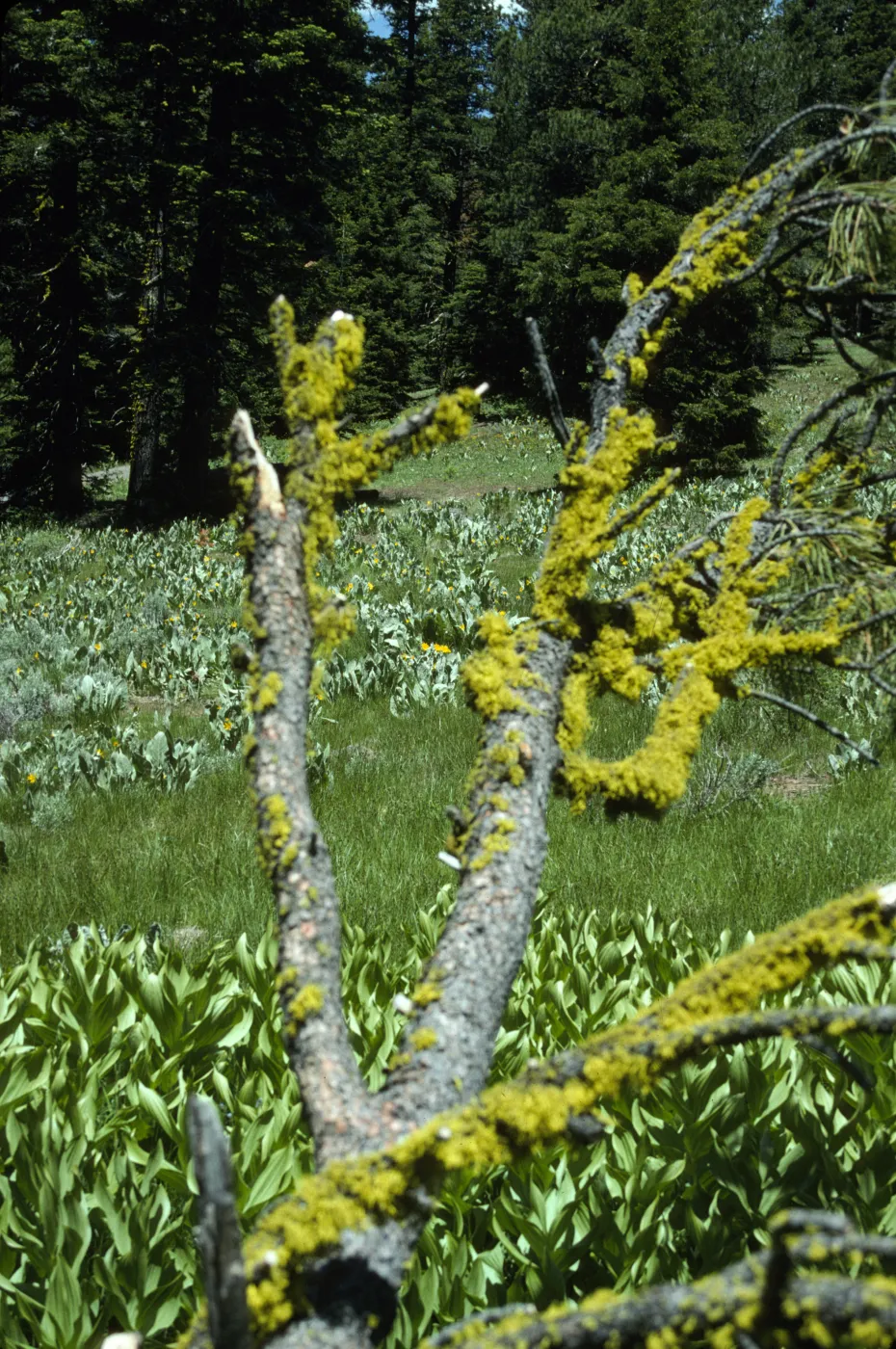 alpine meadow, Warner Mountains