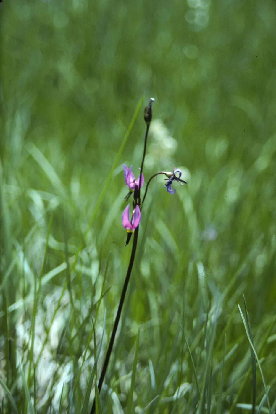 Dodecatheon jeffreyi