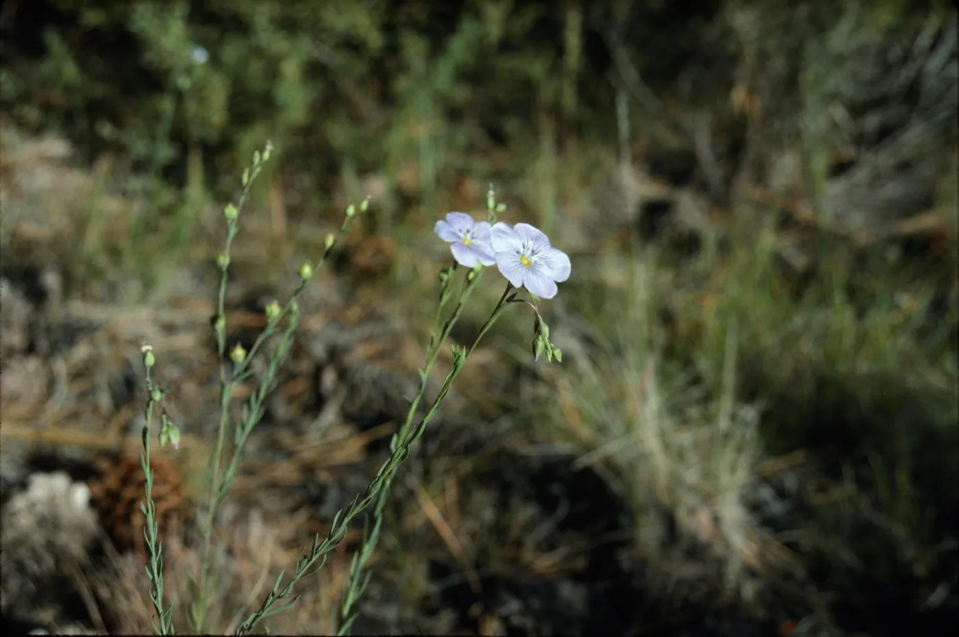 Linum perenne ssp. lewisii