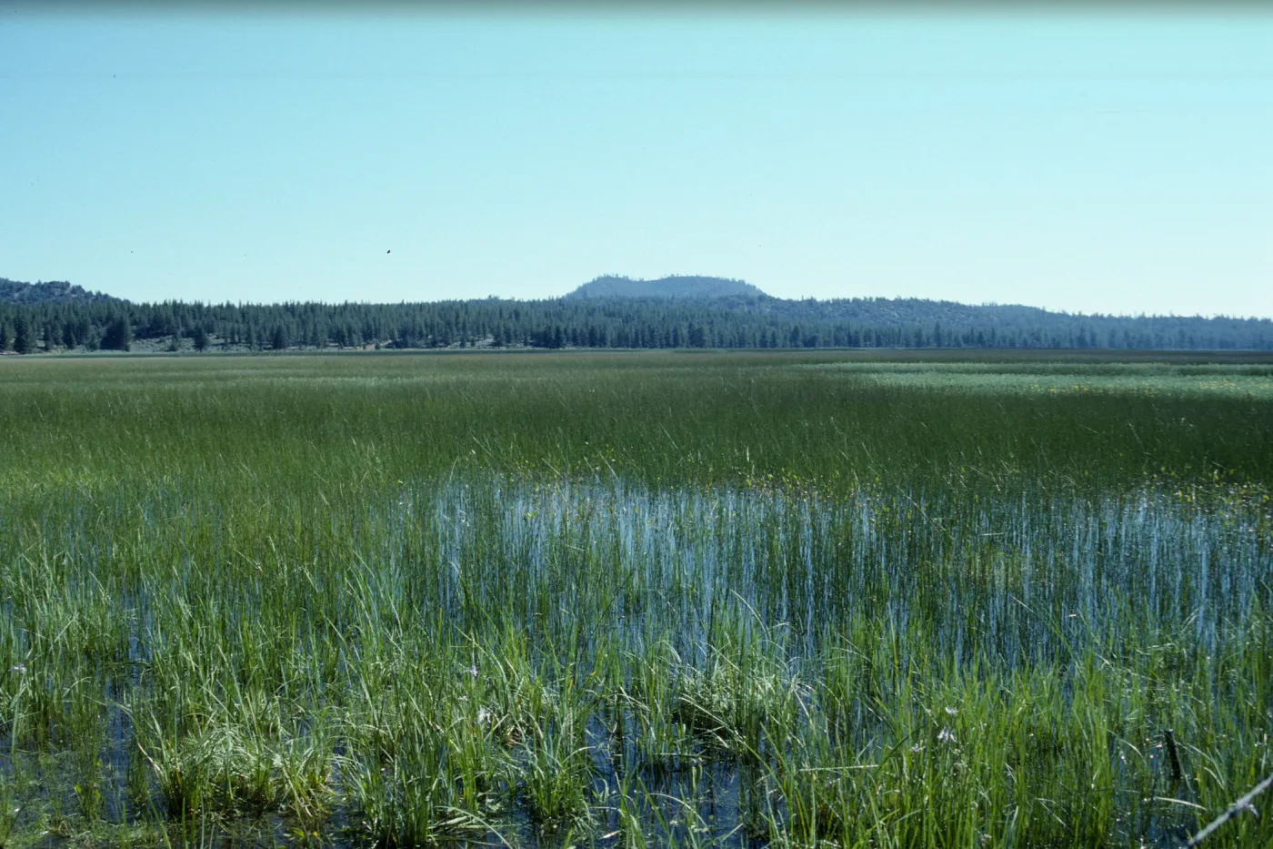 Grass Lake