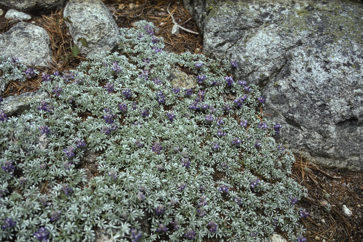 low mat of Lupinus (Lupine)