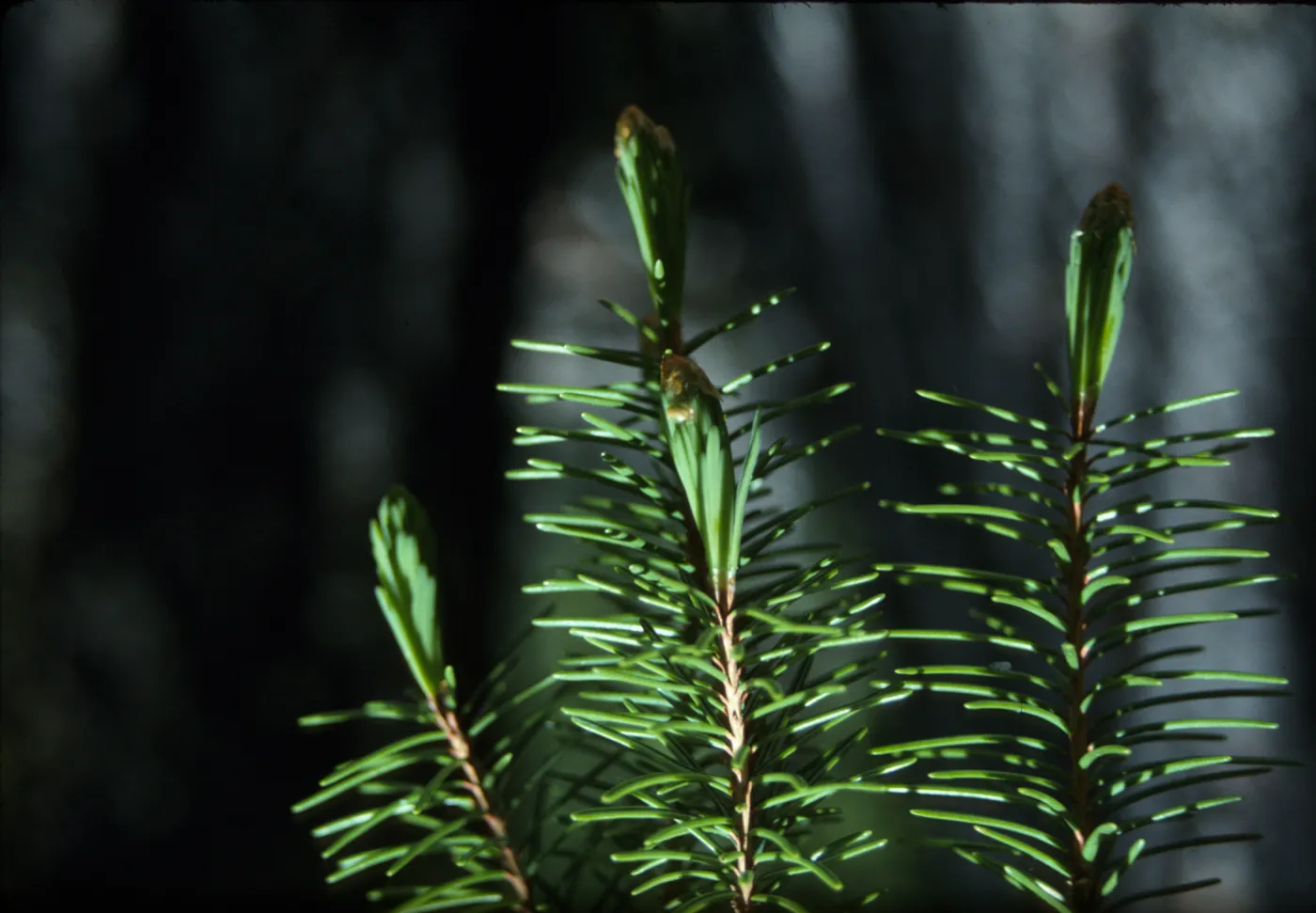 Needles & buds of Picea breweriana