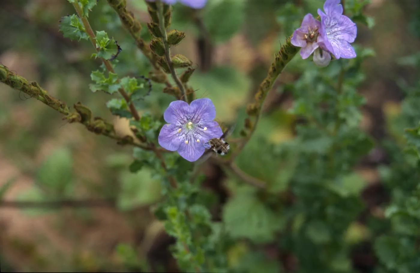 Phacelia