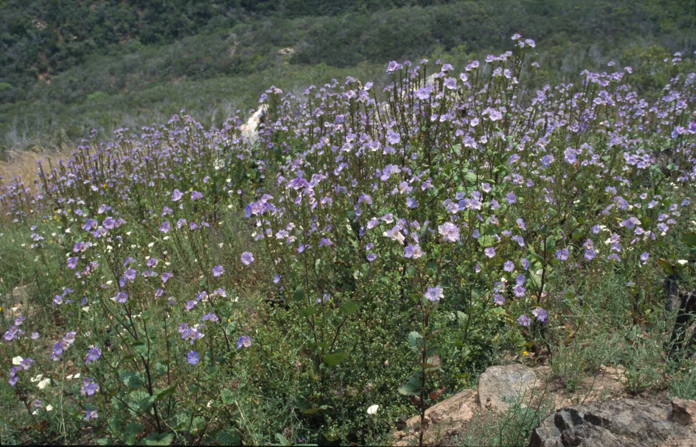 colony of Phacelia