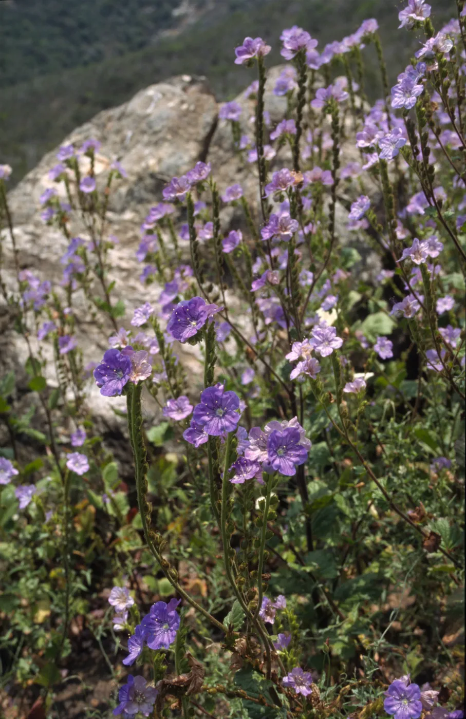 Phacelia