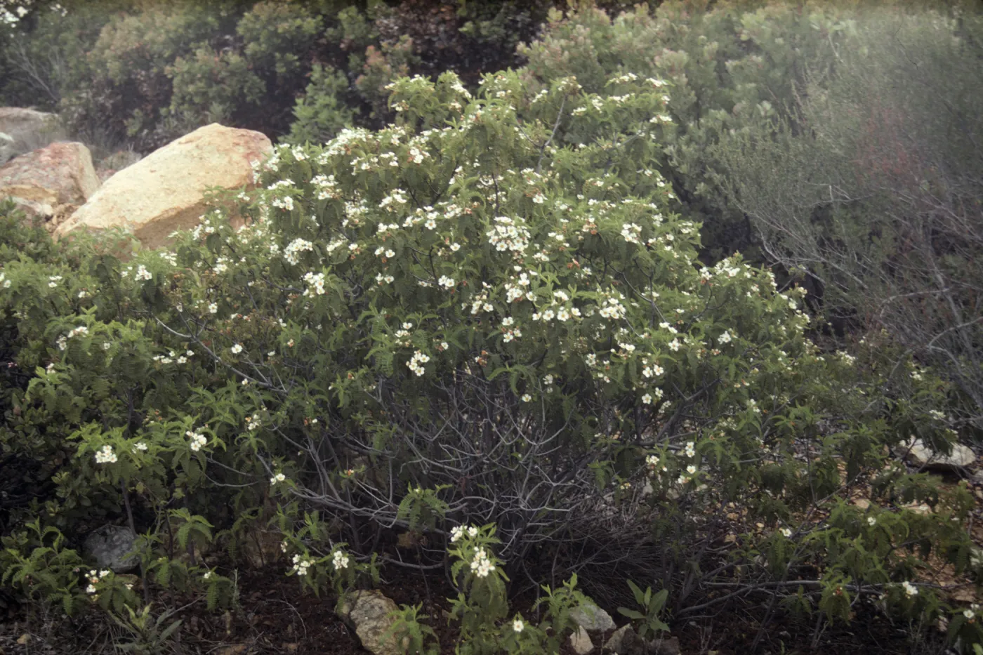 Chamaebatia australis
