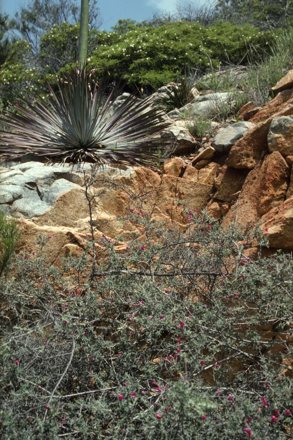Metavolcanic Rock, Otay