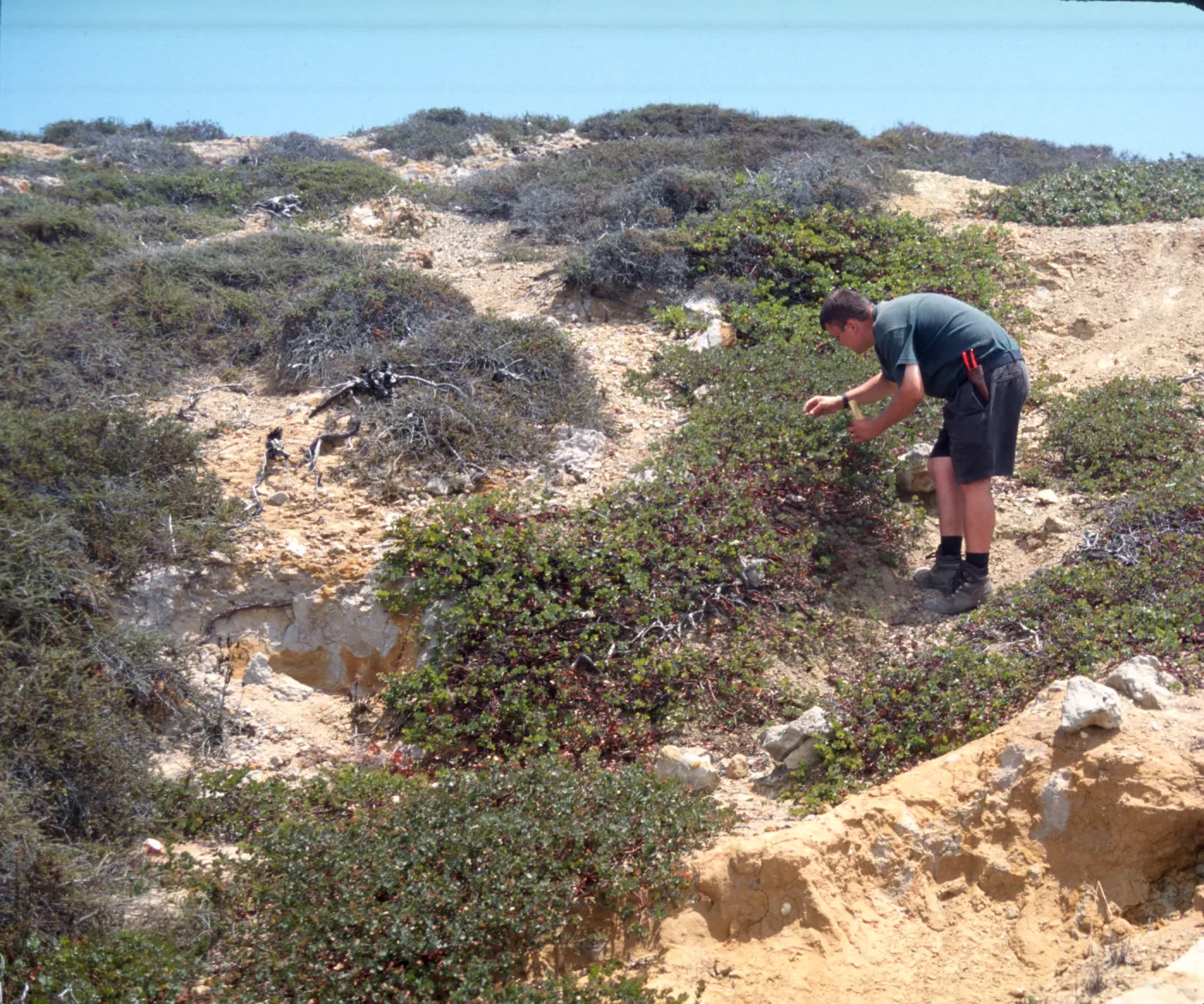 Andrew collecting seed