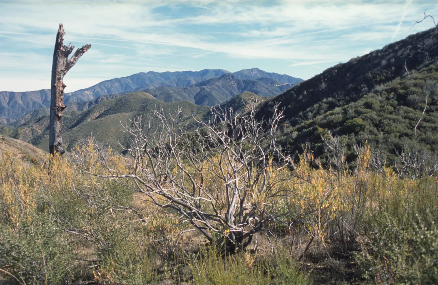 Arctostaphylos (Manzanita) skeleton