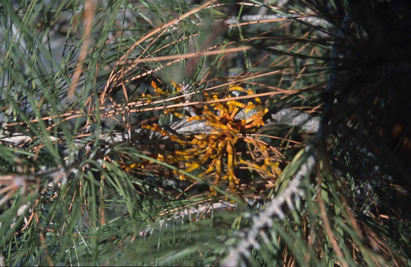 Mistletoe in Pinus sabiniana