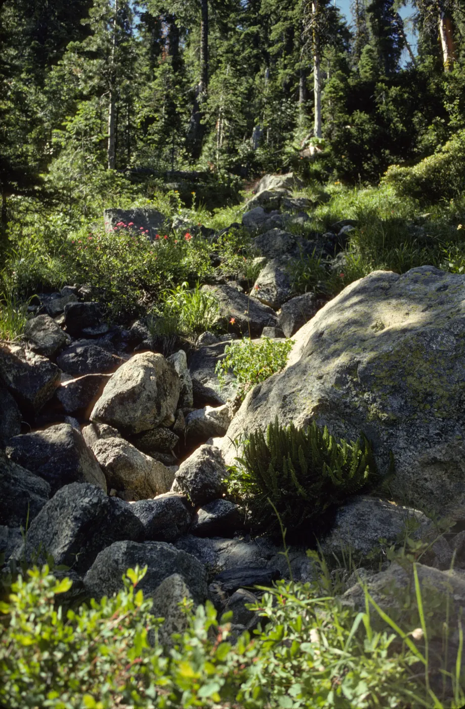 Stream above Kangaroo Lake