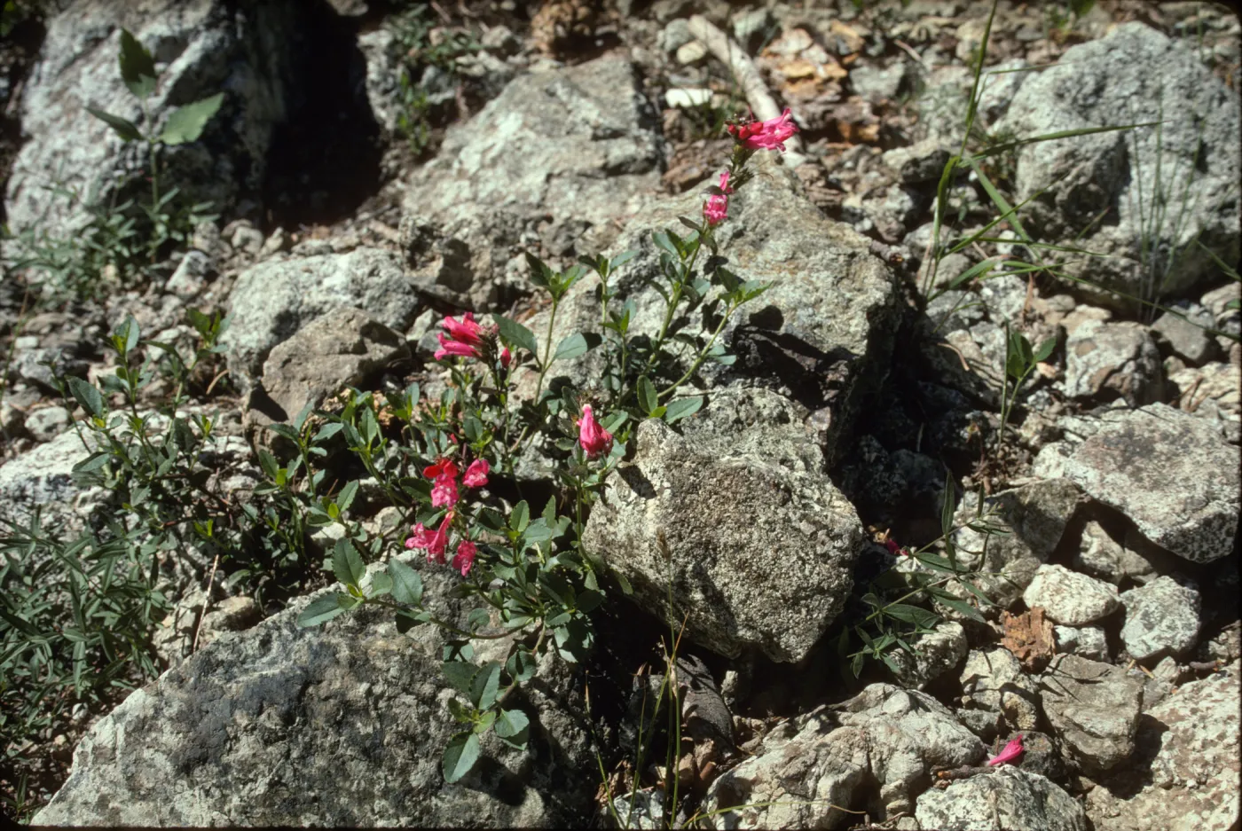 Penstemon newberryi