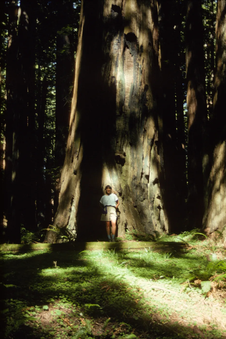 Carol & Redwood (Coast Redwood)