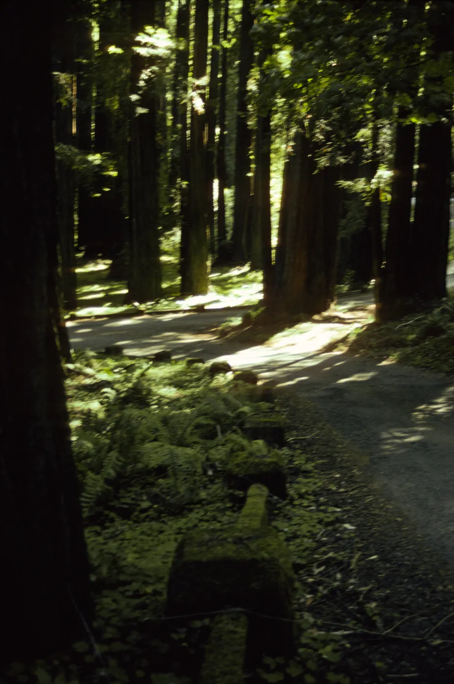 Humboldt Redwoods State Park