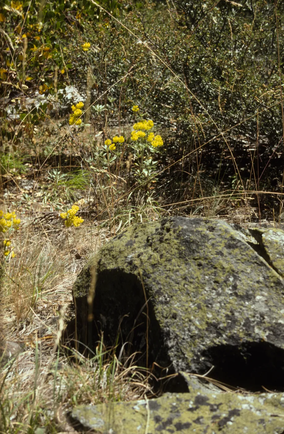 Eriogonum (wild buckwheat) 