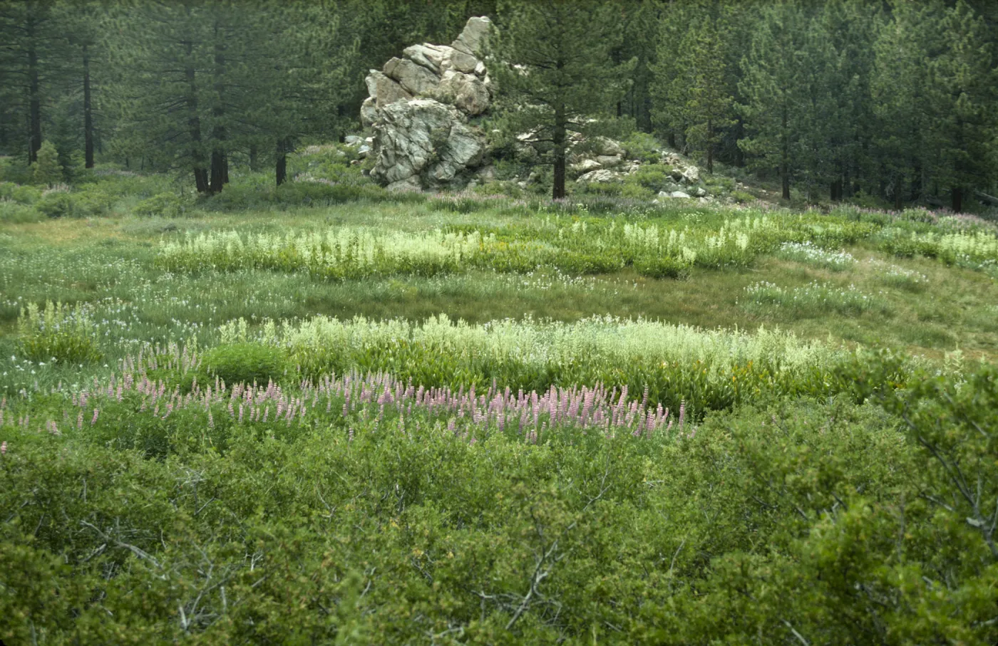 Iris meadow