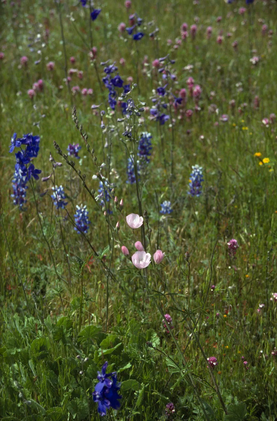 Wildflowers