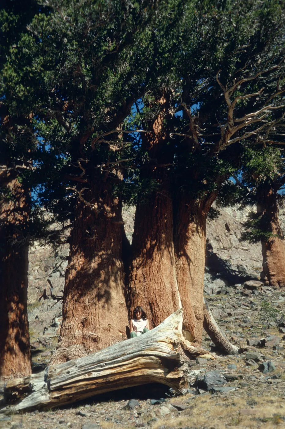 Carol Bornstein in Mineral King