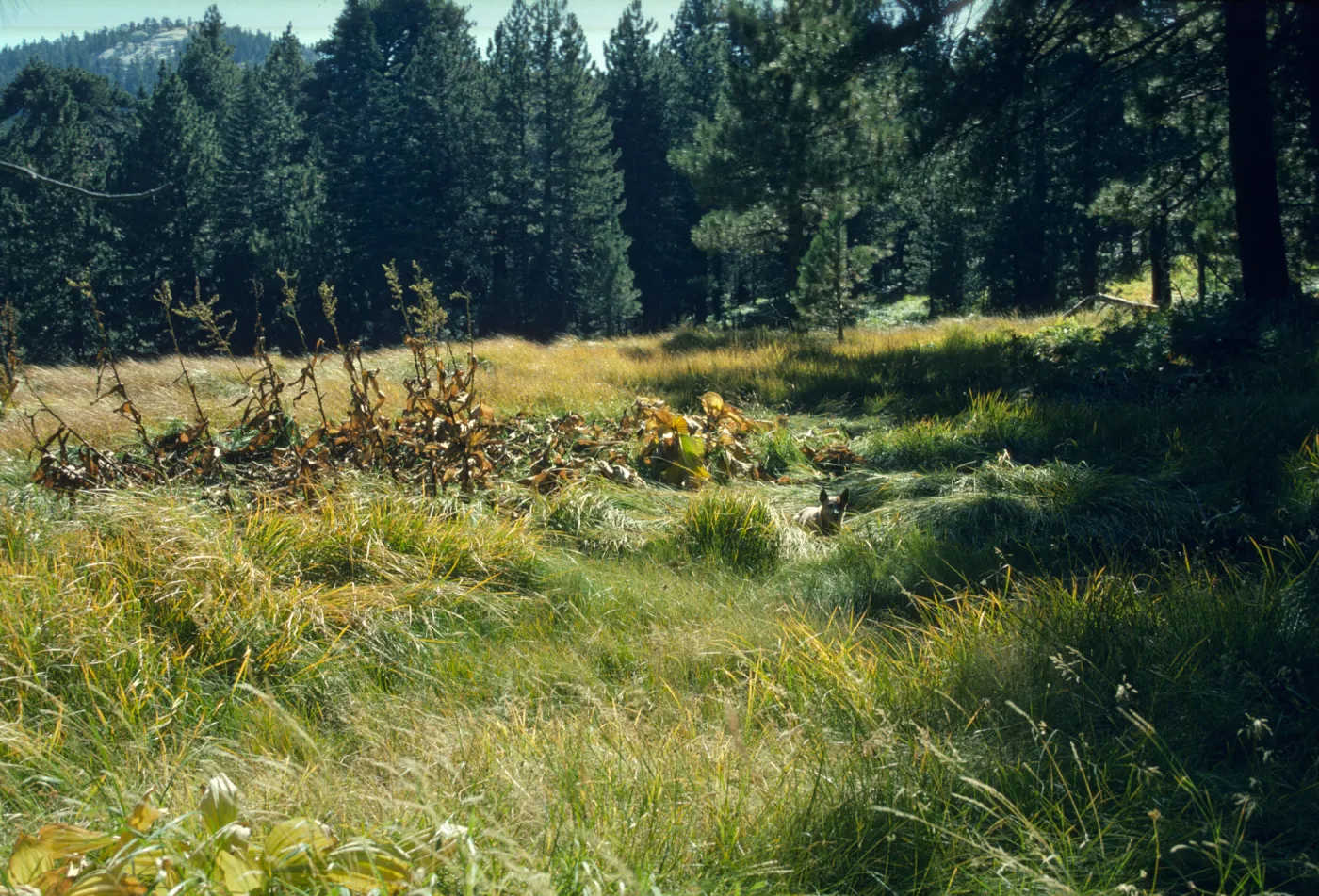 Veratrum - Skunk Meadow
