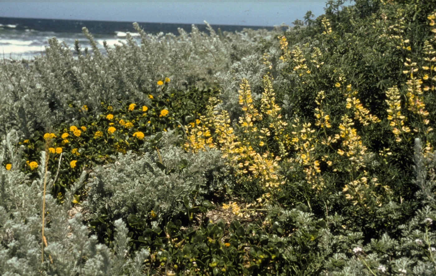 Coastal strand - Asilomar