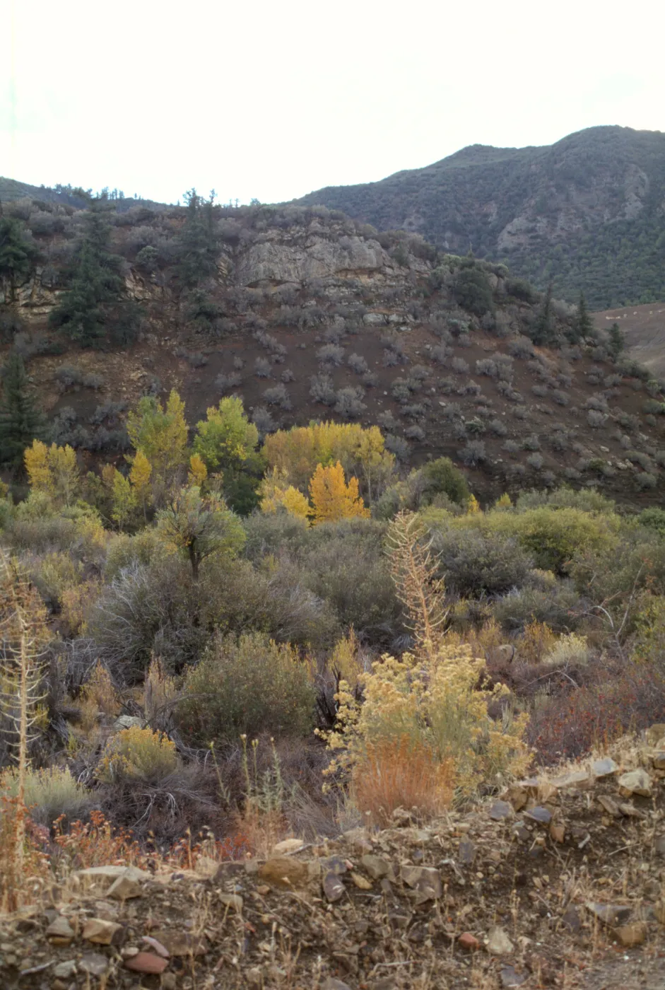 Riparian vegetation