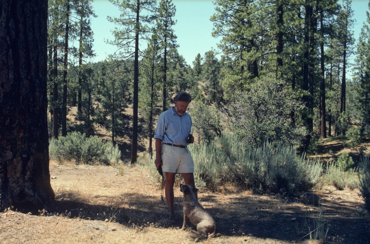 Lockwood Valley, Pine Springs Campground