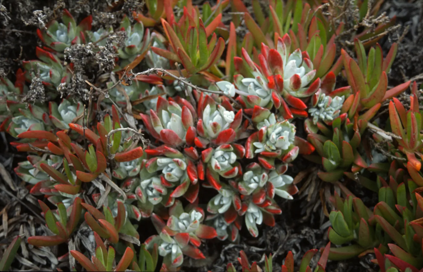 Dudleya (liveforevers)