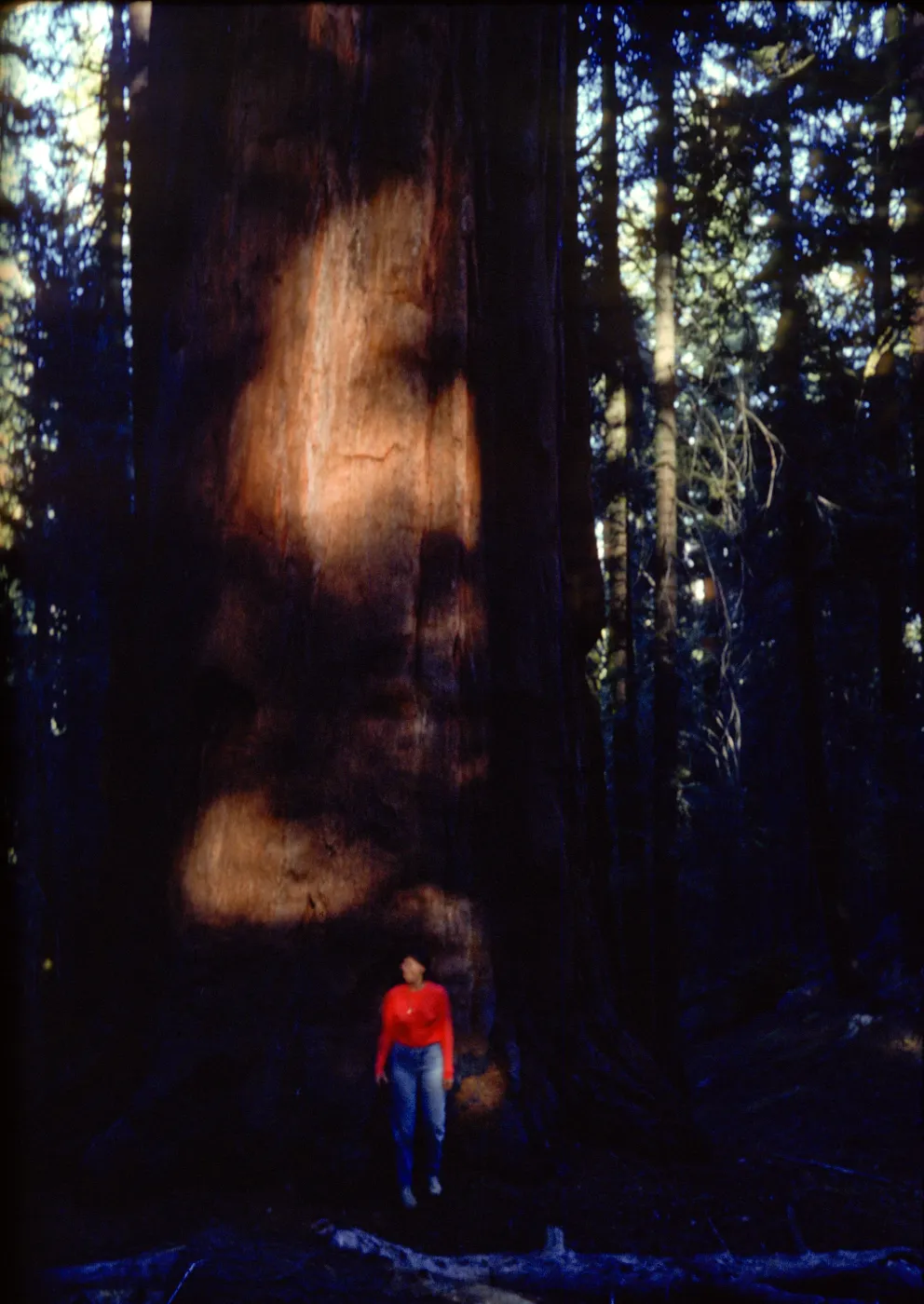Sequoiadendron giganteum