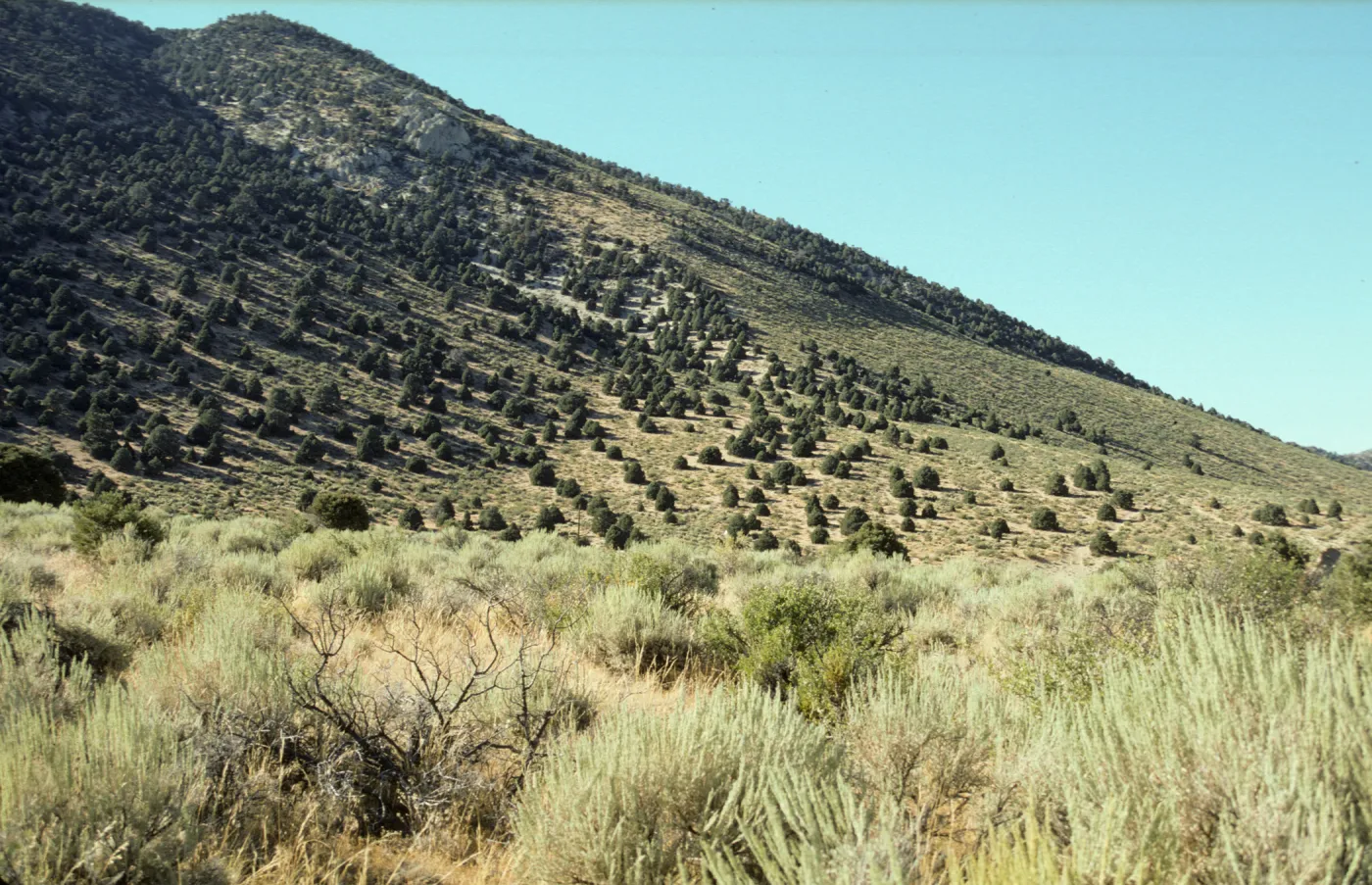 Juniperus
