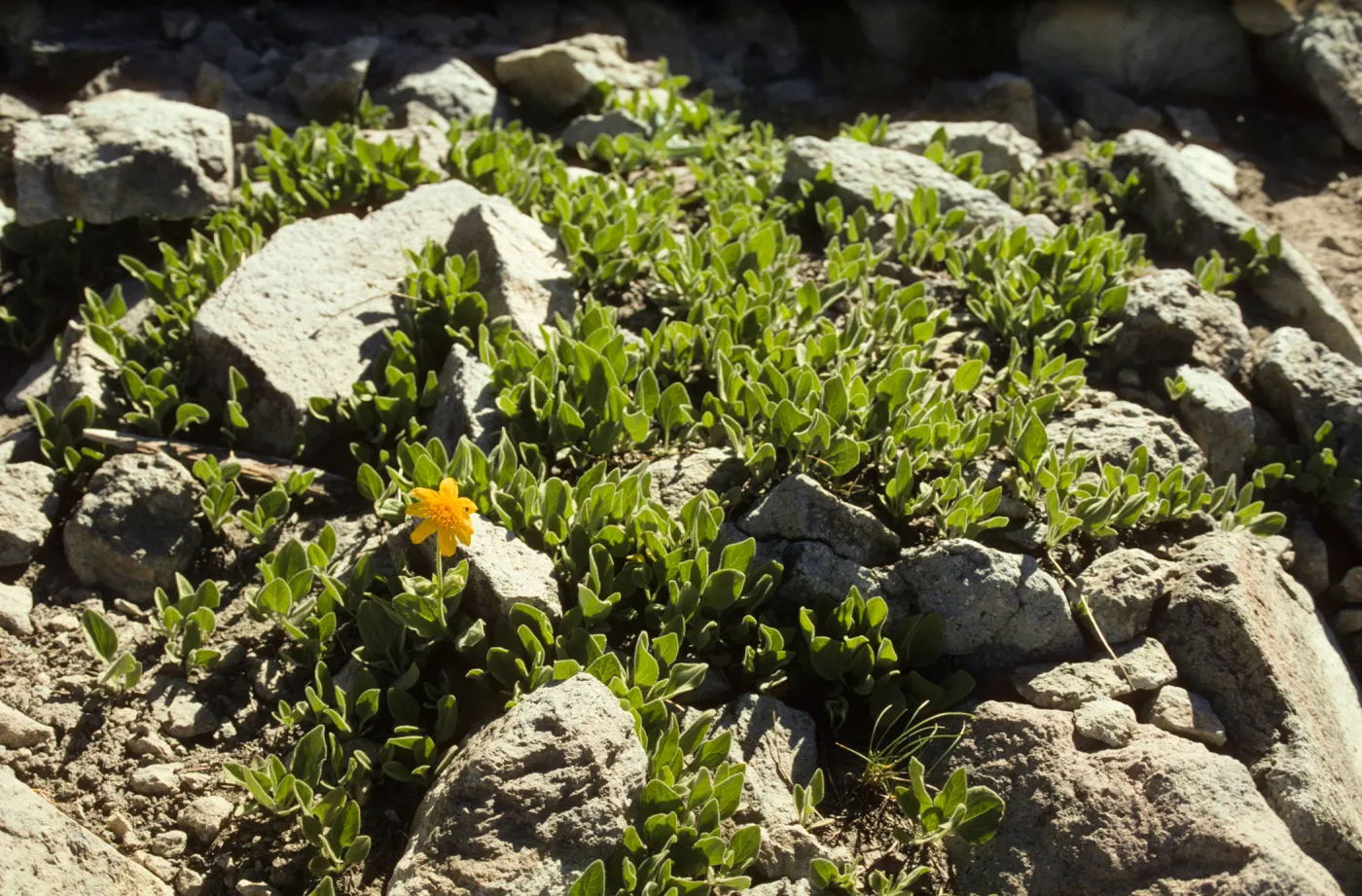 Yellow compositae - Lassen