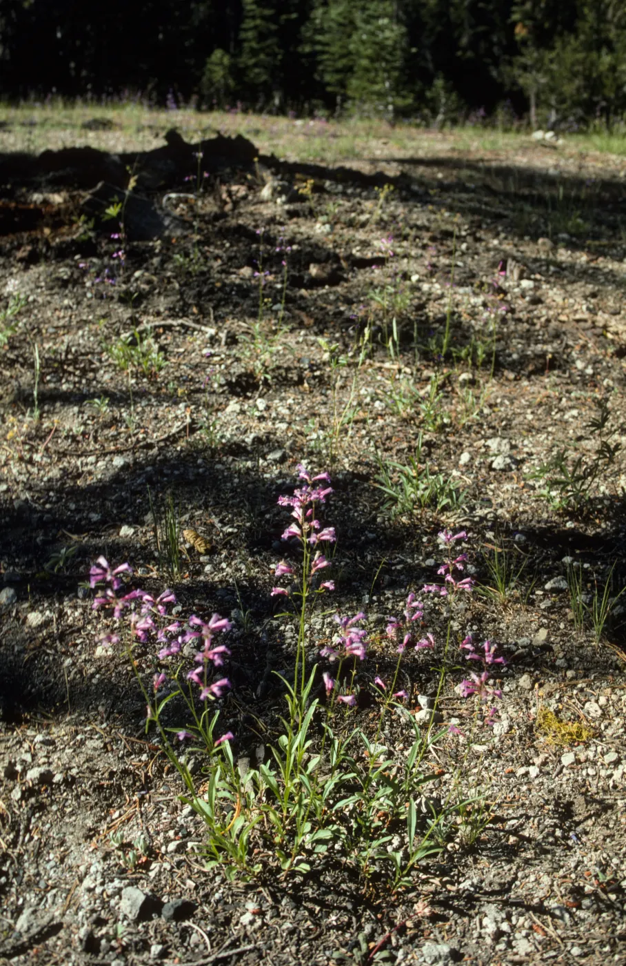Penstemon gracilentus