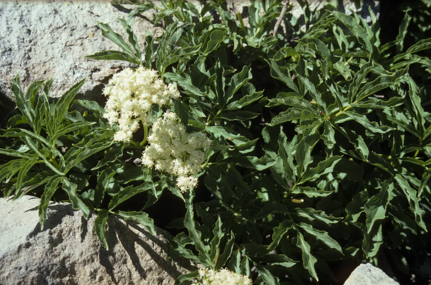 Sambucus (Elderberry) - Lassen