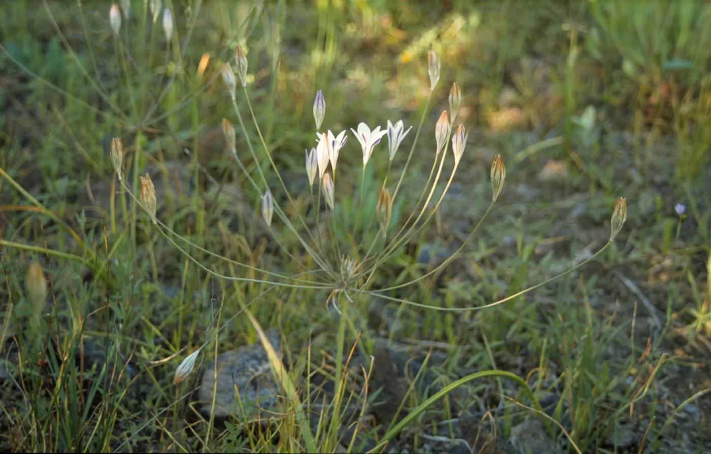 Triteleia peduncularis