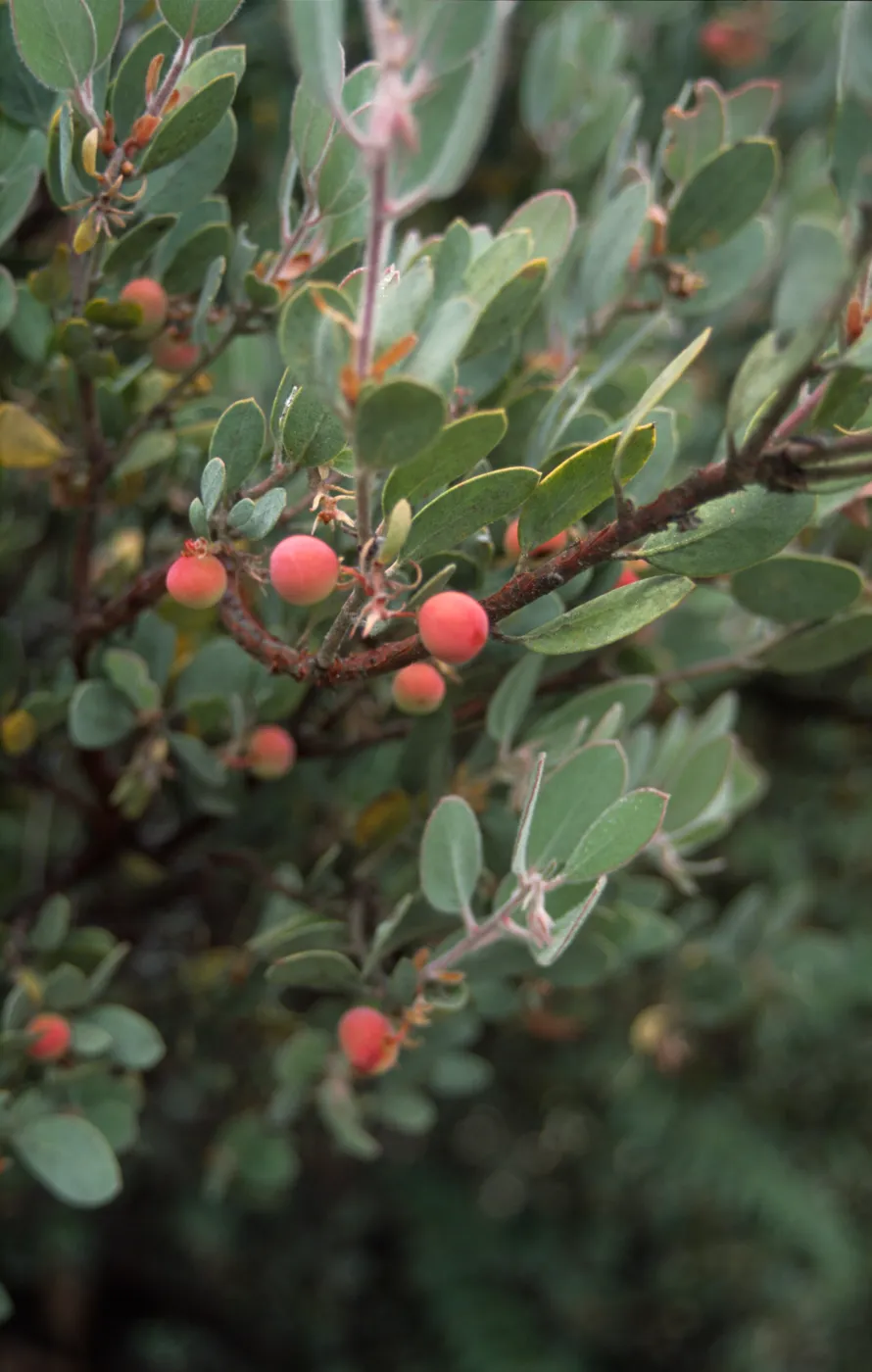 Arctostaphylos (Manzanita) viscida?