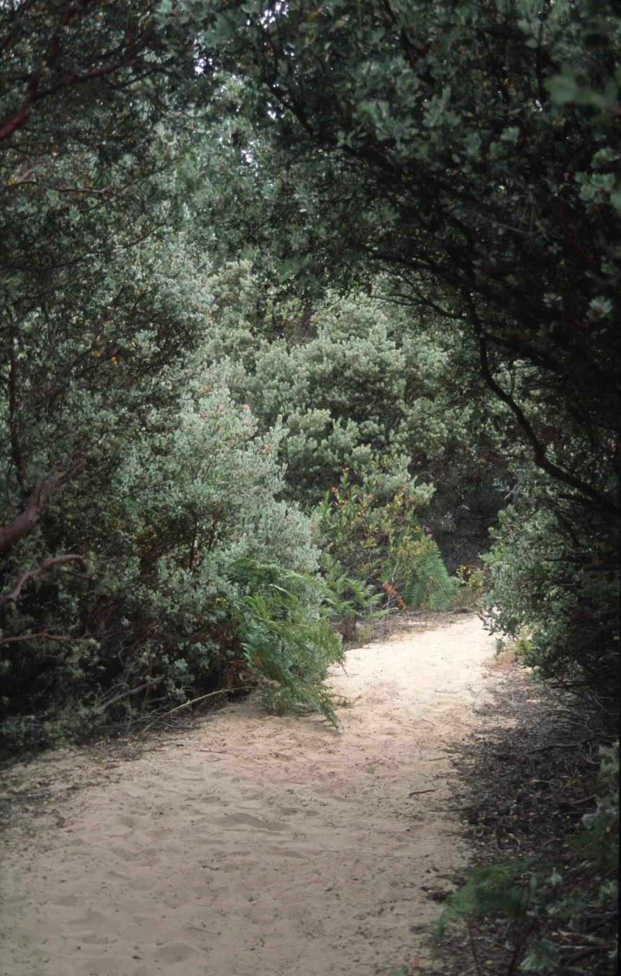 Arctostaphylos viscida & sandy path