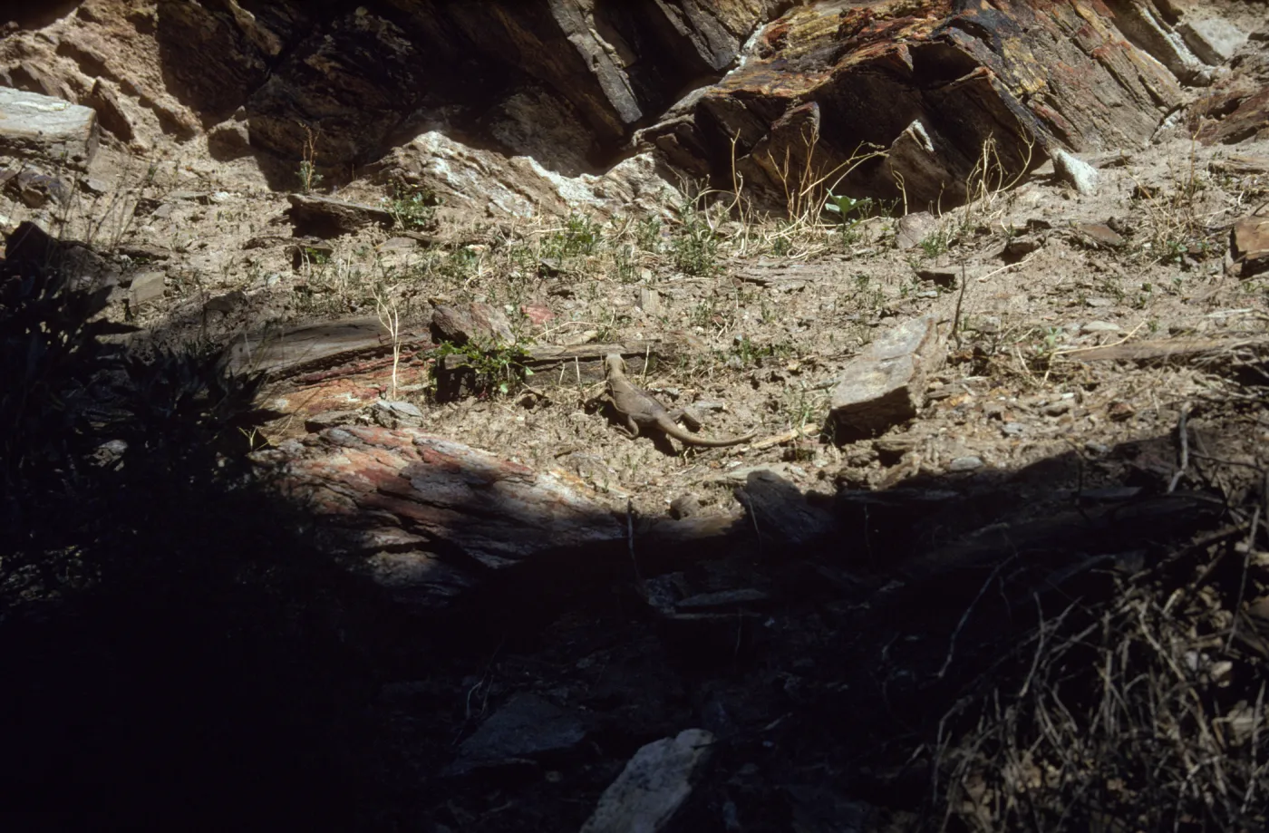 Chuckwalla, Palm Canyon, Palm Springs