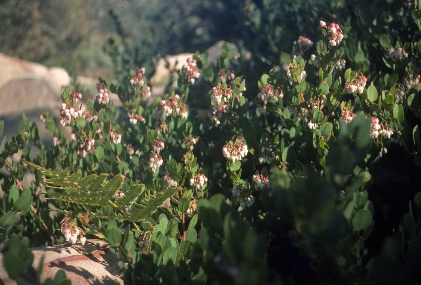 Arctostaphylos 'Canyon Blush', SBBG cultivar
