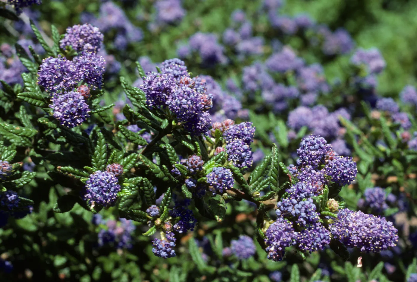 Ceanothus 'Far Horizons'