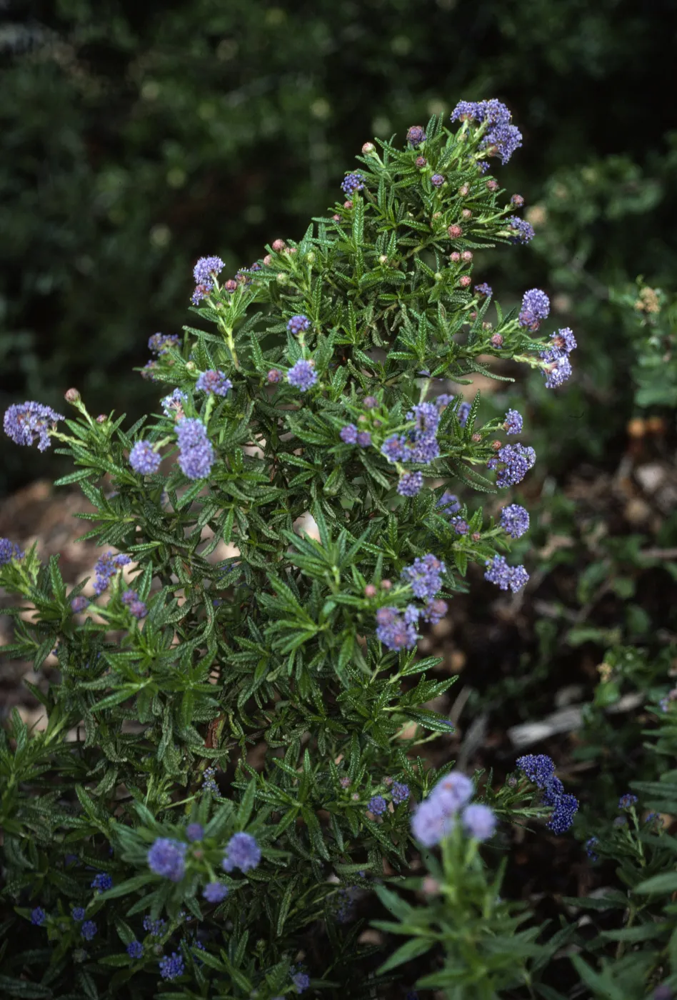 Ceanothus (California Lilac)