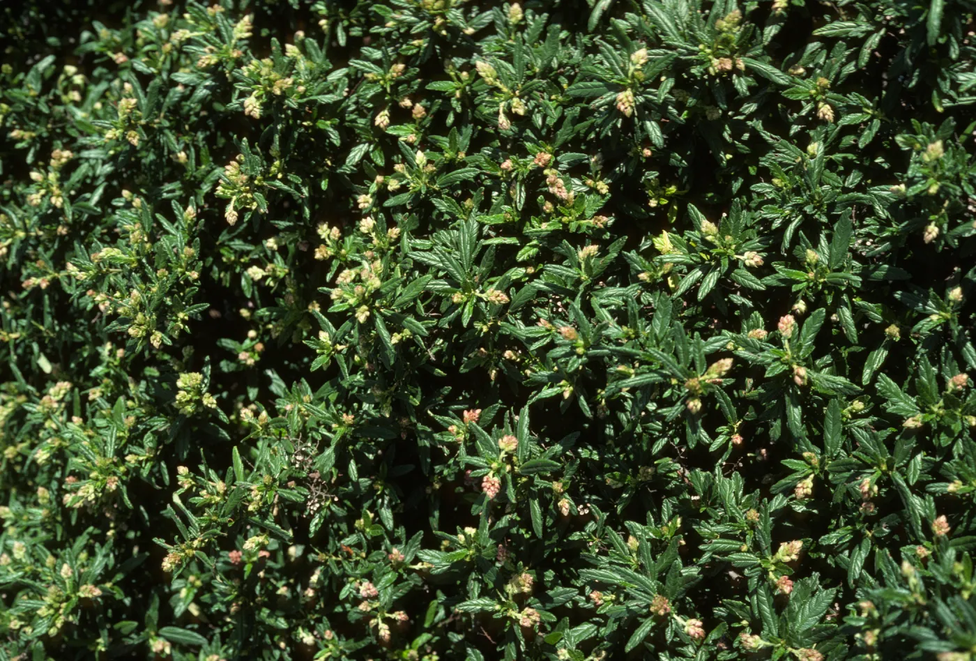 Ceanothus (California Lilac)
