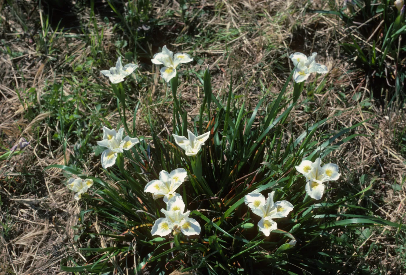 Iris 'Canyon Snow' at SBBG