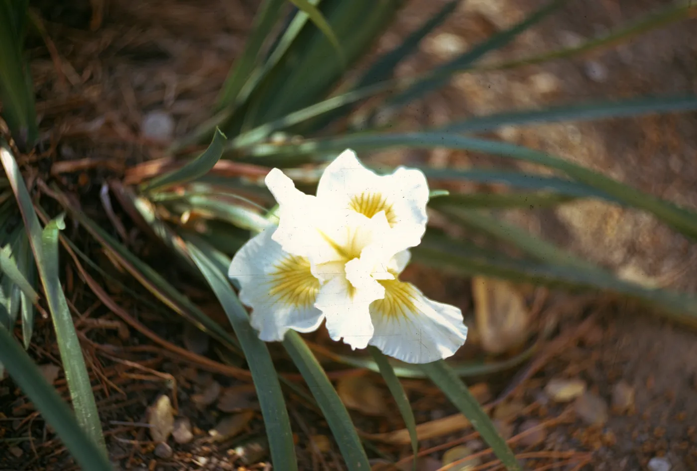 Iris 'Canyon Snow'