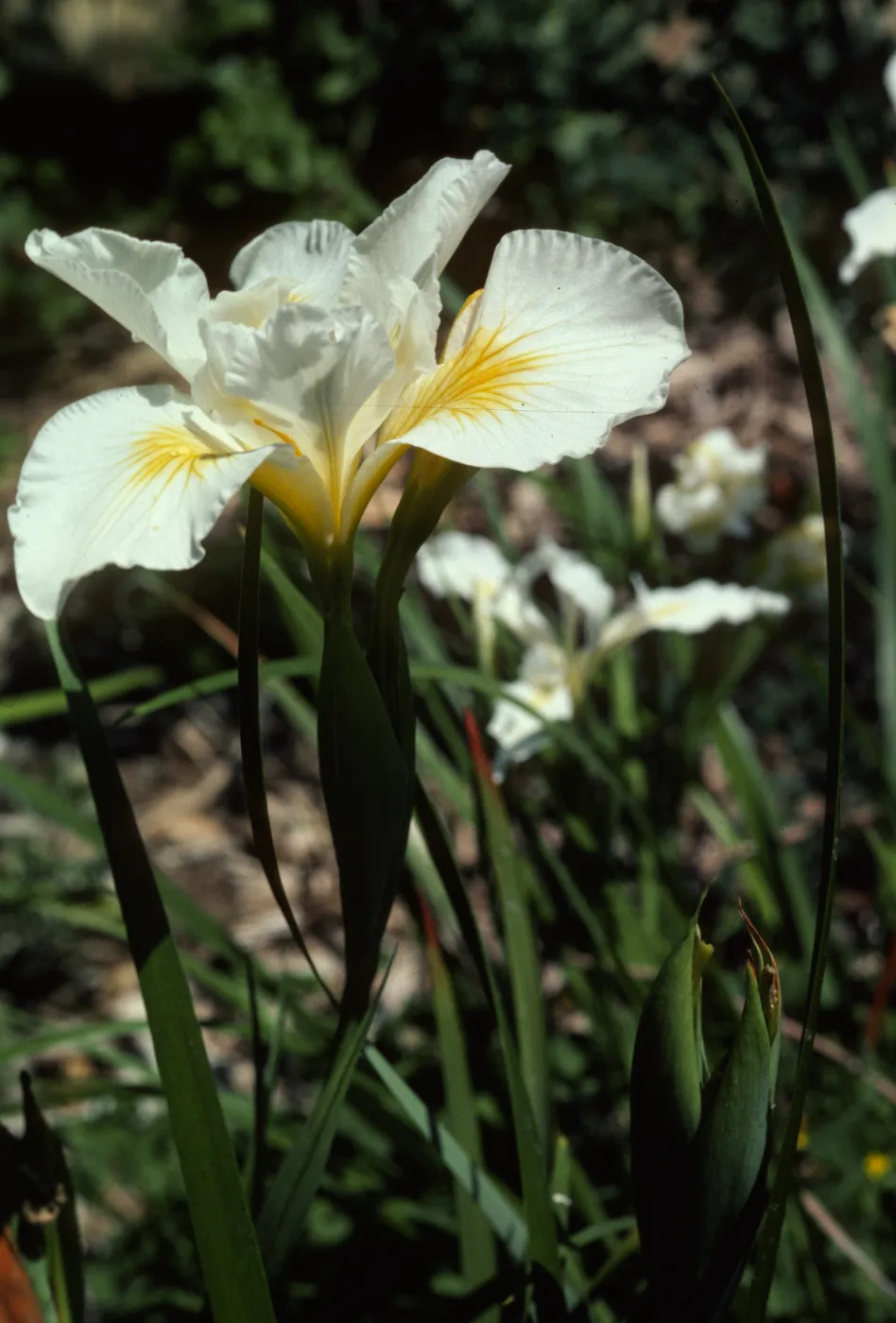 Iris 'Canyon Snow'