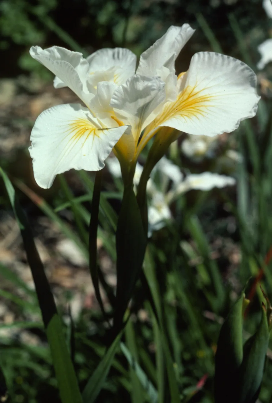 Iris 'Canyon Snow', SBBG cultivar by Dara Emery