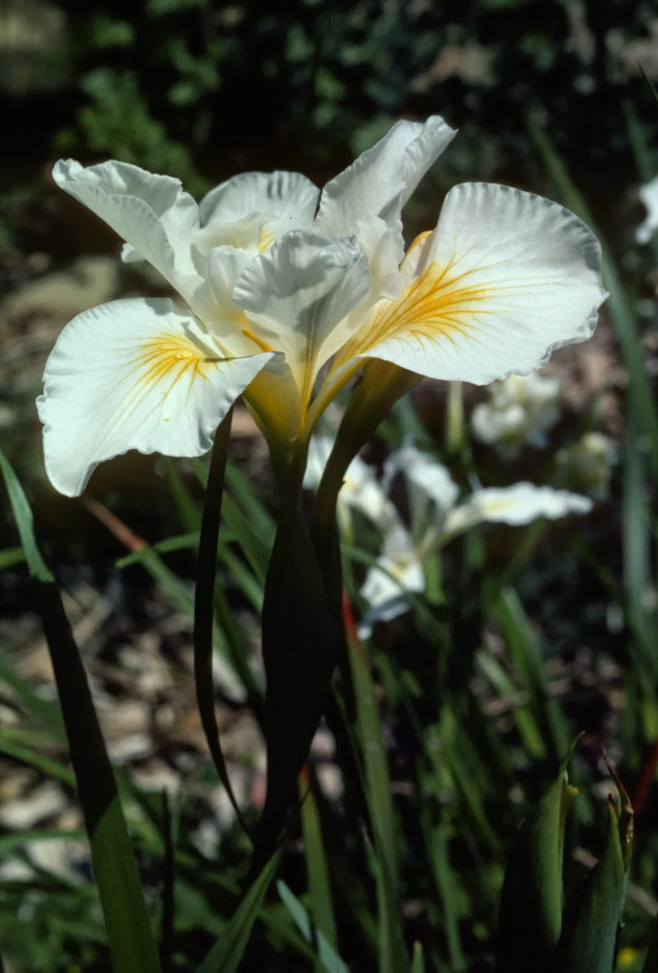 Iris 'Canyon Snow'